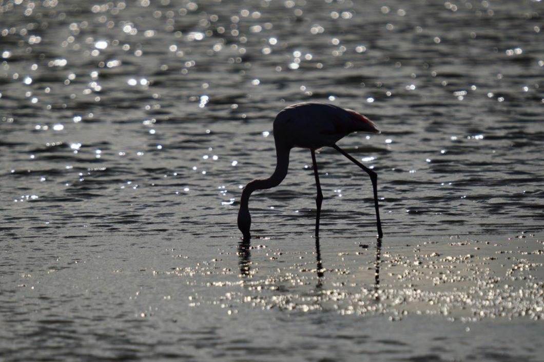 Der Flamingo im Bodensee