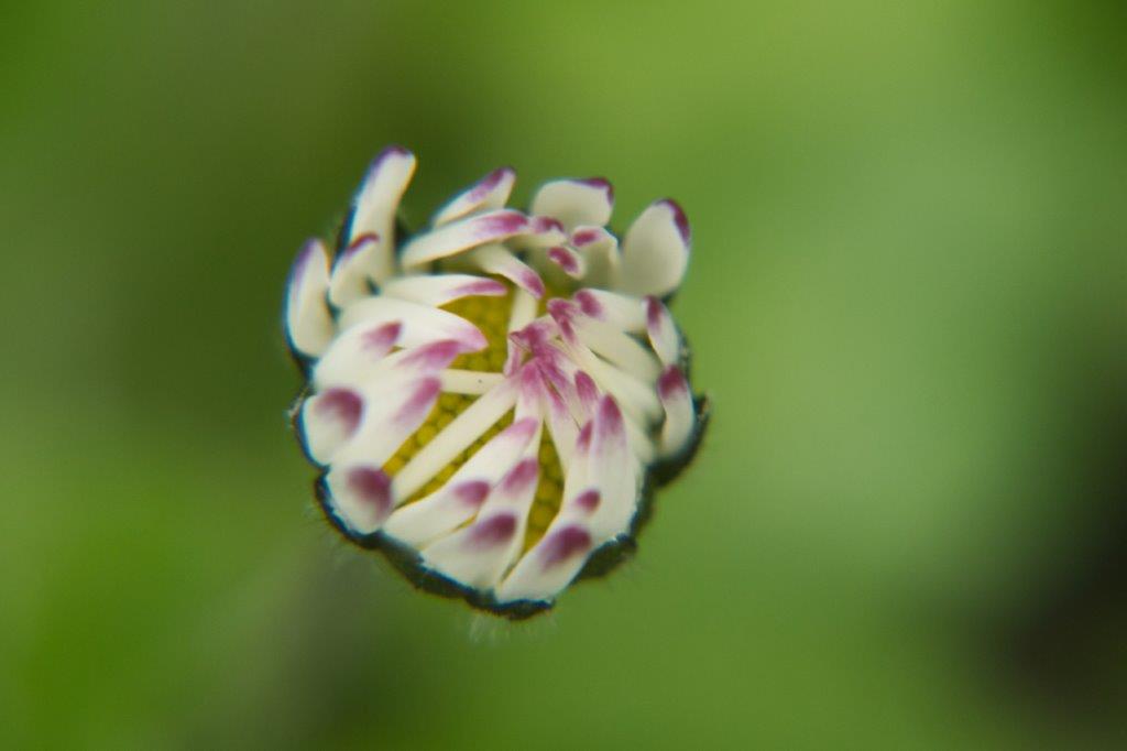 Ein Gänseblümchen geht auf