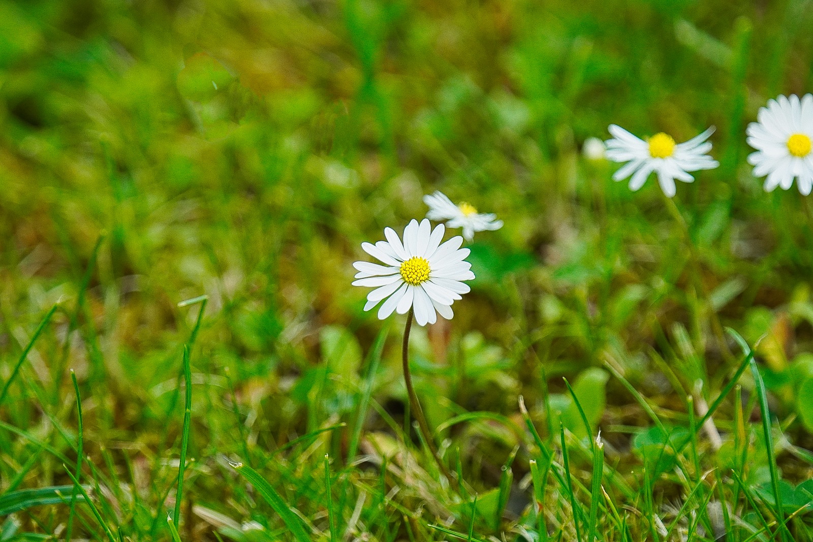 Gänseblümchen