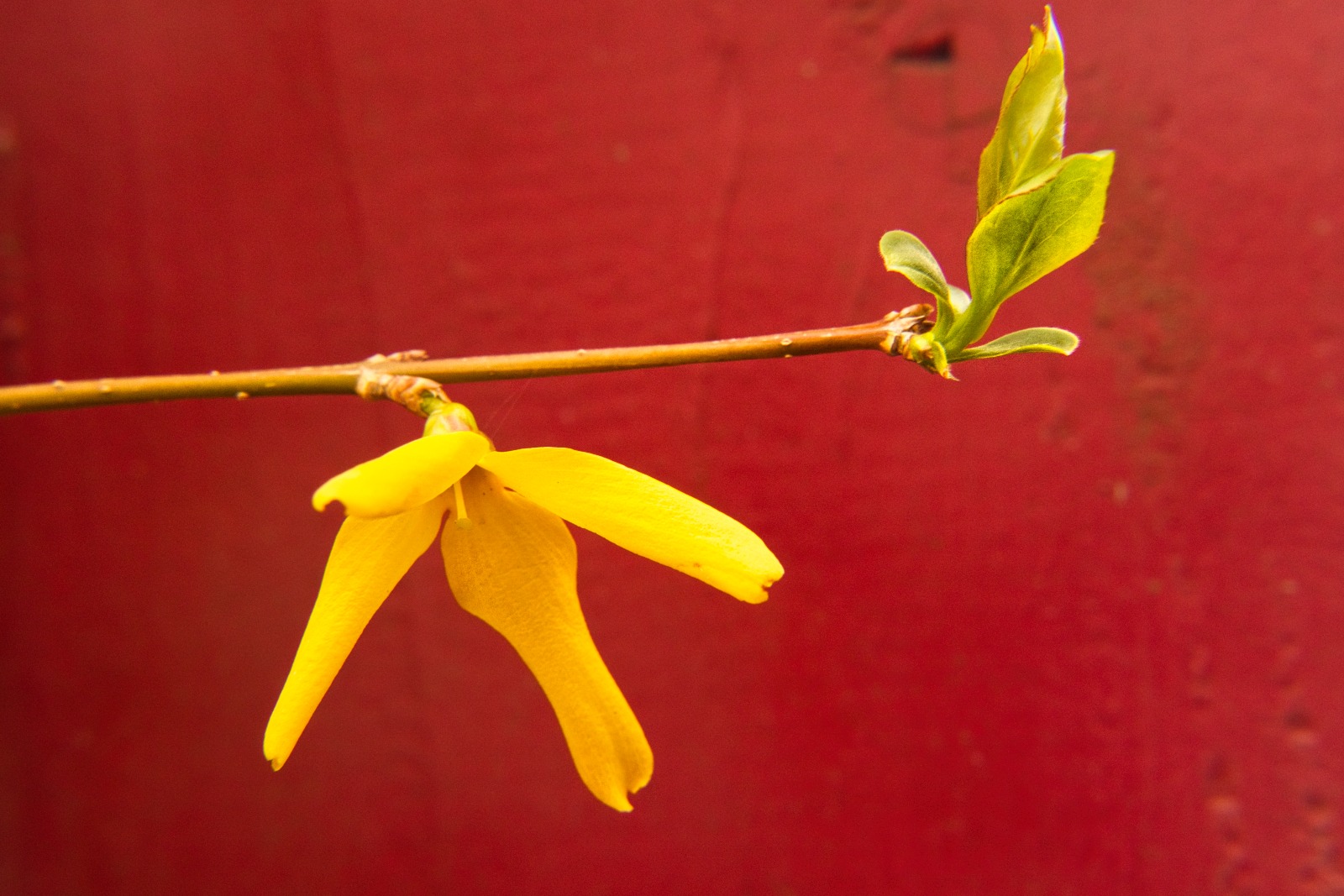 Blüte einer Forsythie am Stengel mit Blatt