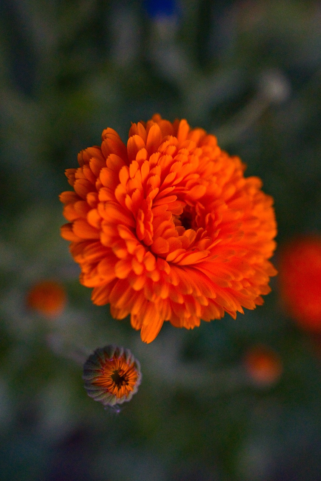 Ringelblumenblüte