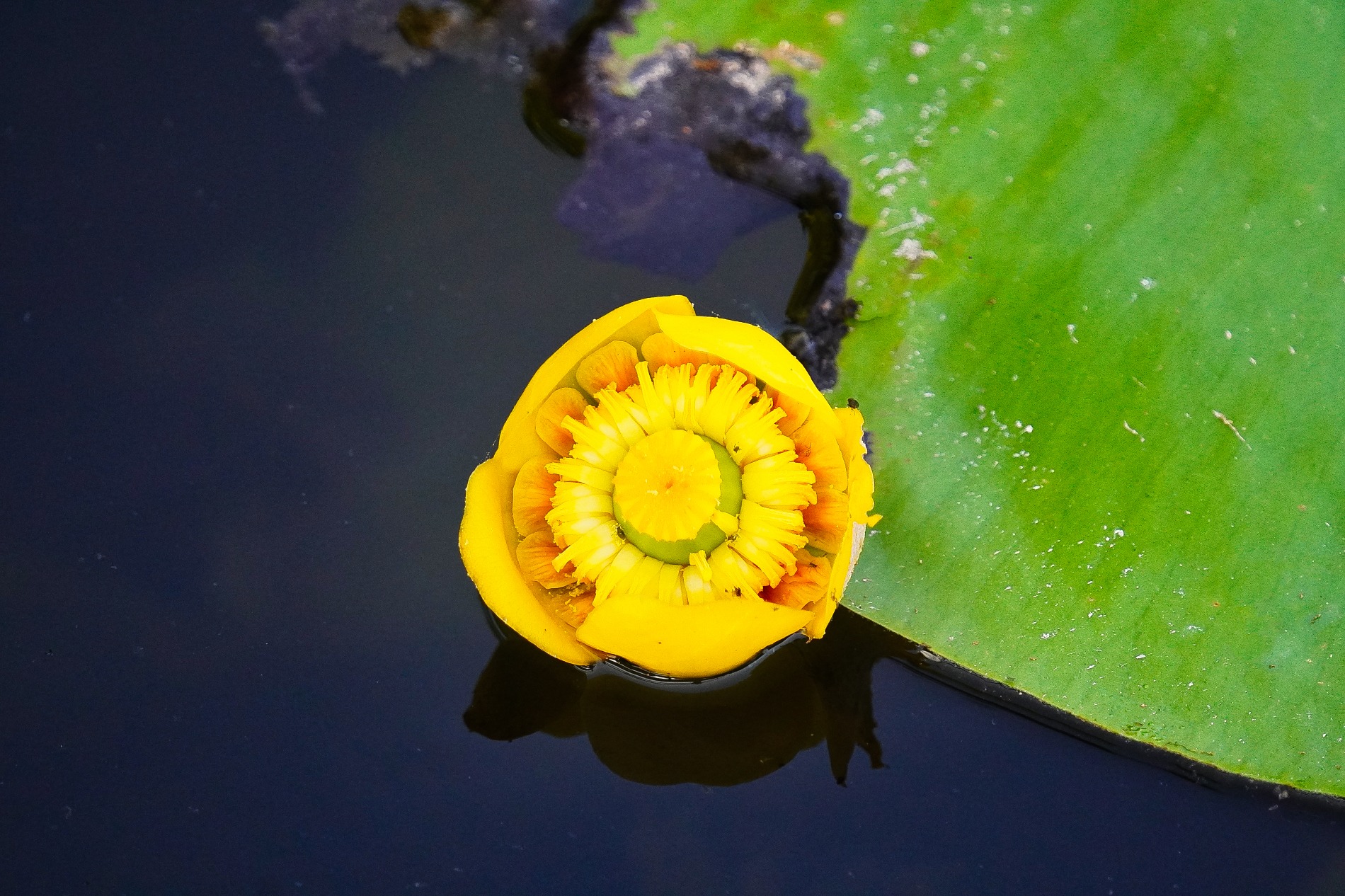 Gelbe Seerose